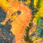25-06 North Sulawesi 58.jpg