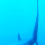 2026 Malapascua
