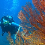 2006 Lipe Island