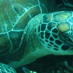 2008 Similan Islands