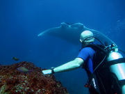 manta overhead