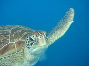 Samui gay scuba tour